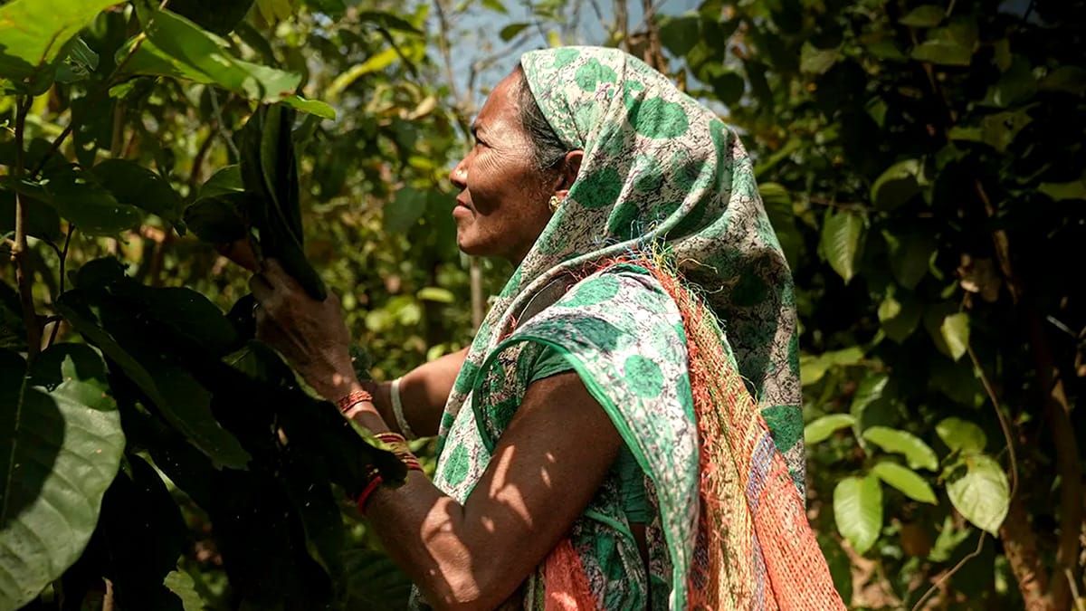 Odisha’s Generous Forest