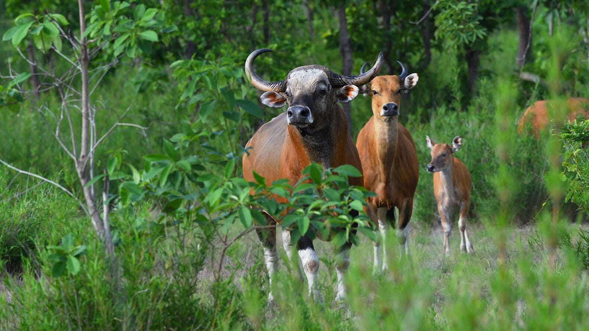 Critically Endangered Banteng Moved to Safe Haven