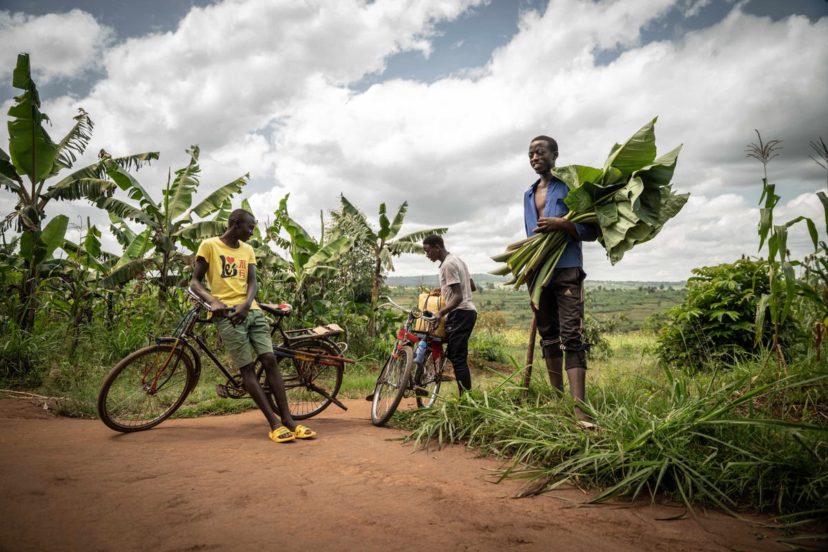 Single photo lemonde-rwanda-agriculture