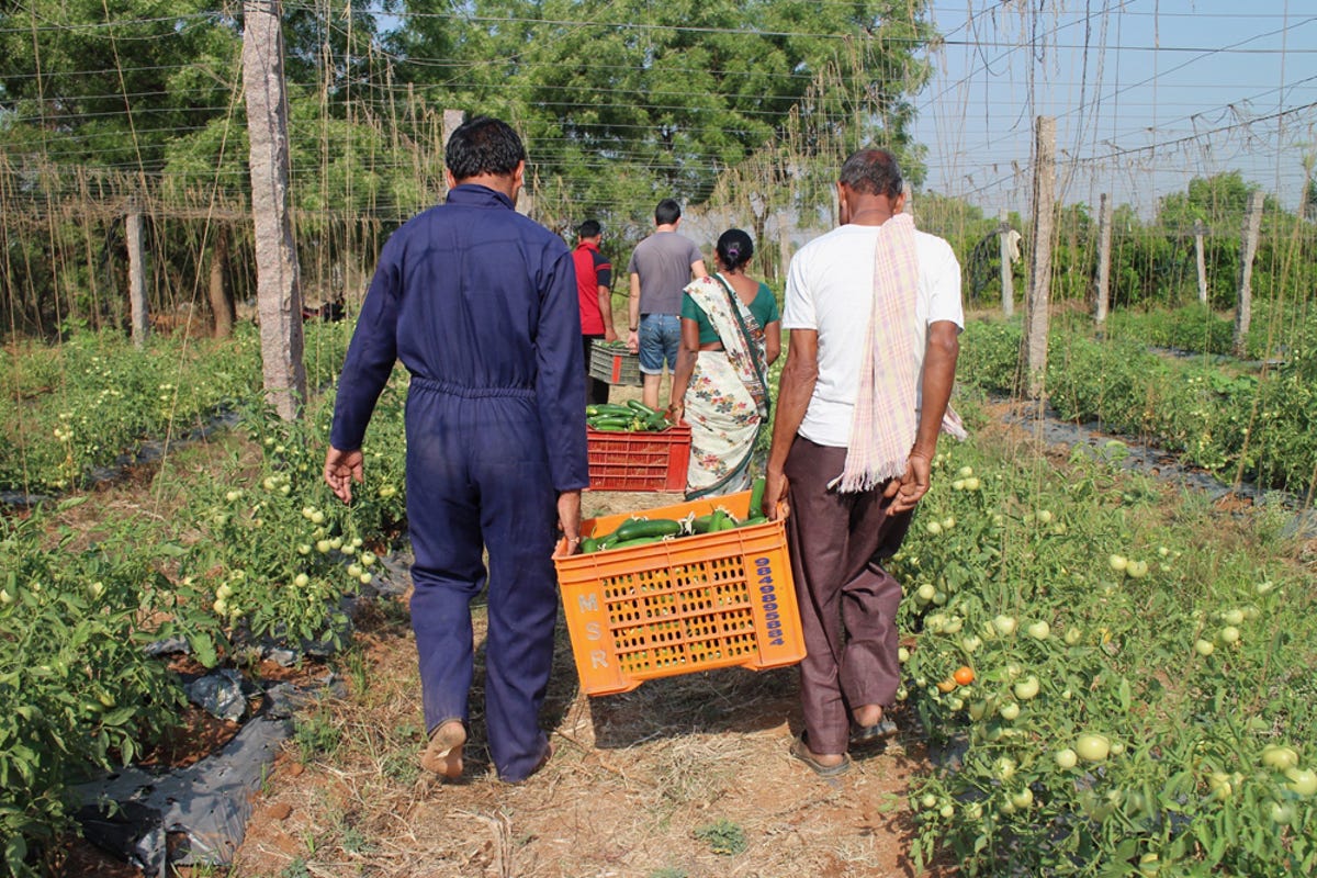 Slideshow-Kheyti-A-revolutionary-greenhouse-02.jpg