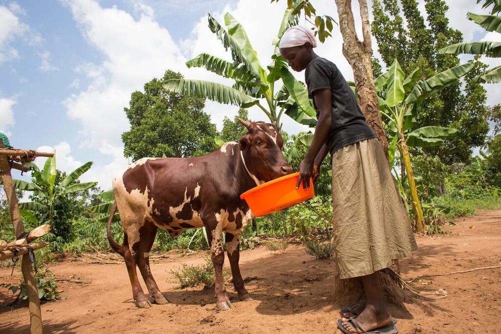 medium-BRAC_UGANDA_2018_68.jpg