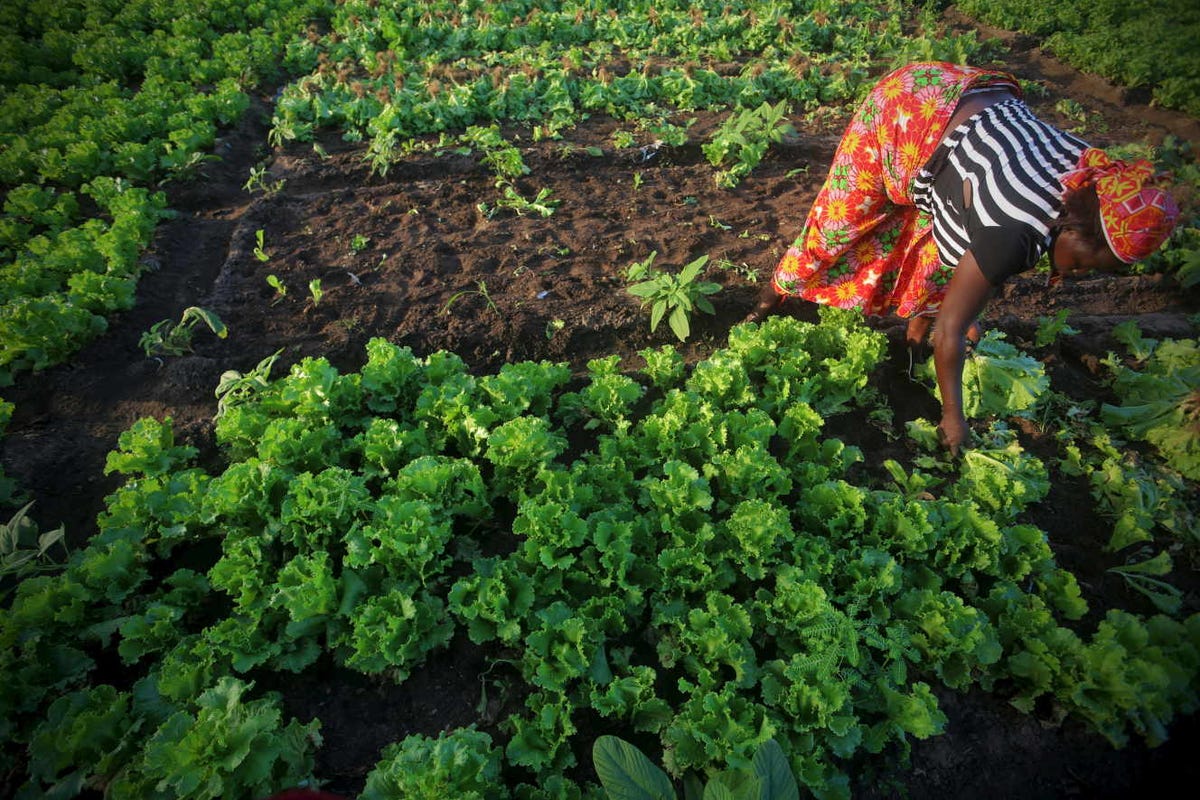 Single photo - Ivory Coast Agriculture