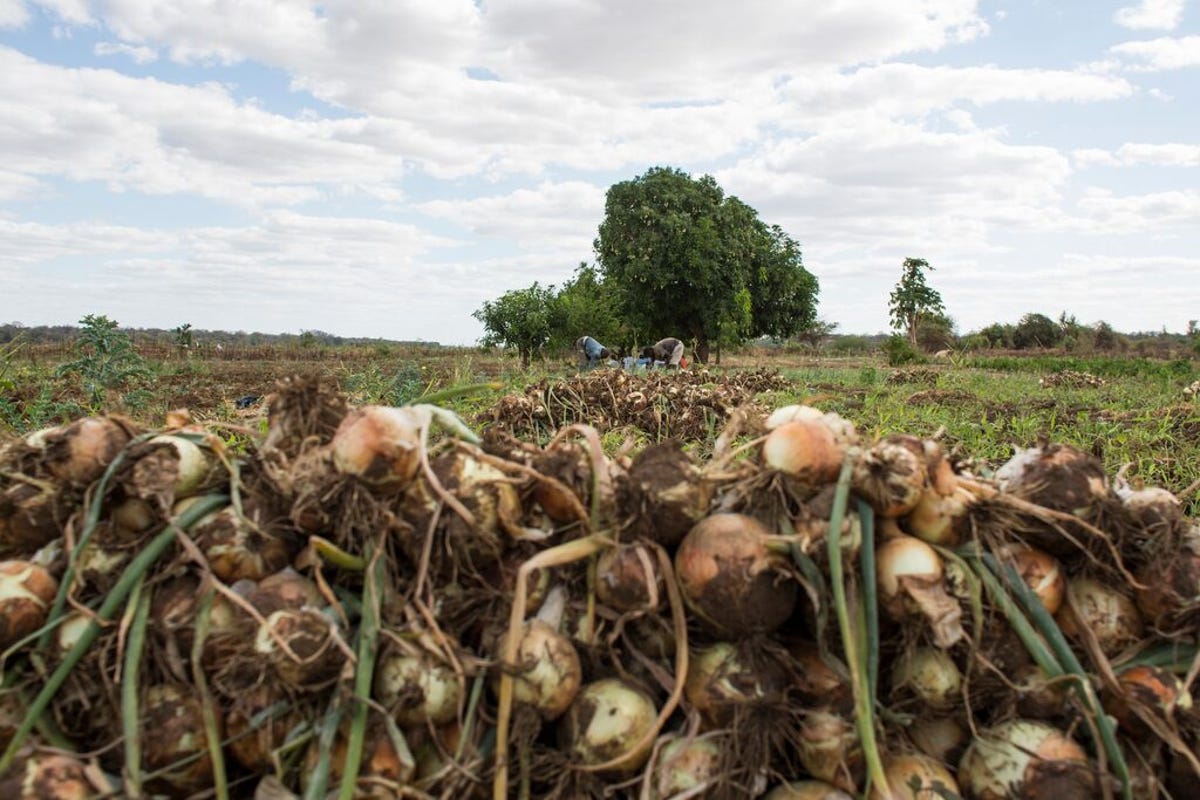 medium-WFP_MOZAMBIQUE_2015_079.jpg