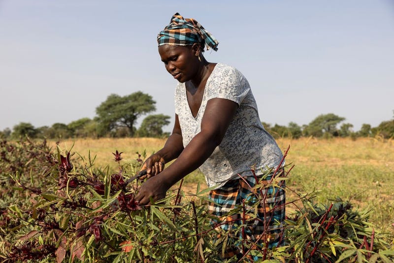 medium-myAgro_SENEGAL_2021_01.jpg